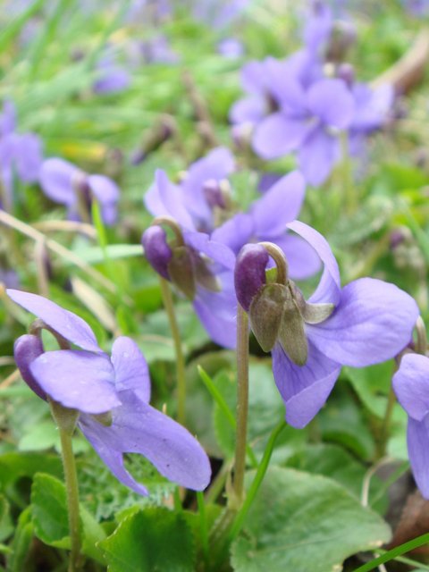 Viola odorata fleur